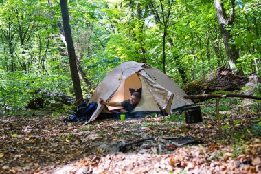 Bir şenlik ateşi ve ormandaki bir turist çadır, çadır turist dinleniyor.