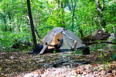 Bir şenlik ateşi ve ormandaki bir turist çadır, çadır turist dinleniyor.