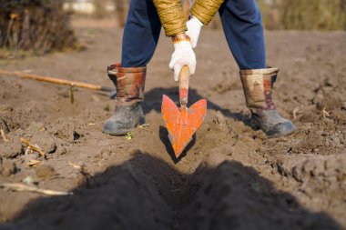 İşçi, sebze bahçesinde kürekle kara toprağı kazıyor, insanlar tarım, tarım ve sıkı çalışma konseptini kirletiyor.