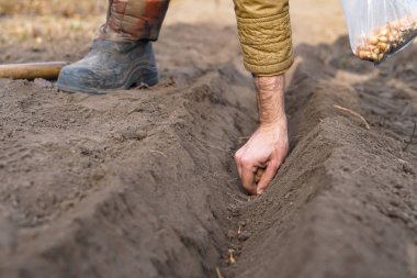 Eller toprağa soğan ekiyor.