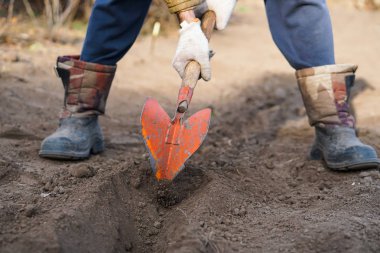 İşçi, sebze bahçesinde kürekle kara toprağı kazıyor, insanlar tarım, tarım ve sıkı çalışma konseptini kirletiyor.