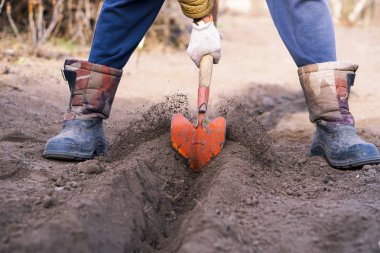 İşçi, sebze bahçesinde kürekle kara toprağı kazıyor, insanlar tarım, tarım ve sıkı çalışma konseptini kirletiyor.