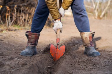 İşçi, sebze bahçesinde kürekle kara toprağı kazıyor, insanlar tarım, tarım ve sıkı çalışma konseptini kirletiyor.