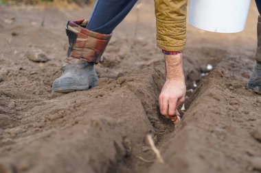 Sebze bahçesine balkabağı tohumu ekiyorum.