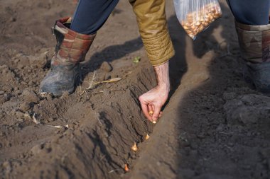Sebze bahçesine balkabağı tohumu ekiyorum.