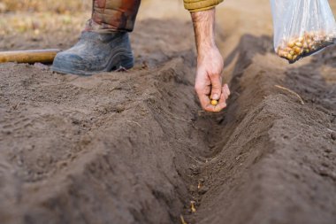 Sebze bahçesine balkabağı tohumu ekiyorum.
