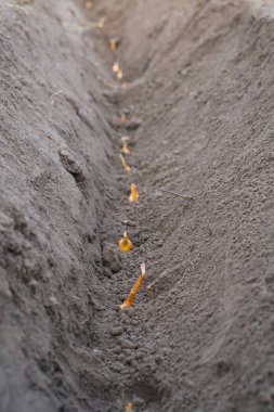 Eller toprağa soğan ekiyor.