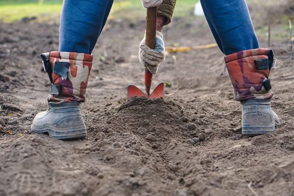 Worker digs the black soil with shovel in the vegetable garden, man loosens dirt in the farmland, agriculture and tough work concept