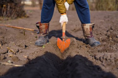 İşçi, sebze bahçesinde kürekle kara toprağı kazıyor, insanlar tarım, tarım ve sıkı çalışma konseptini kirletiyor.