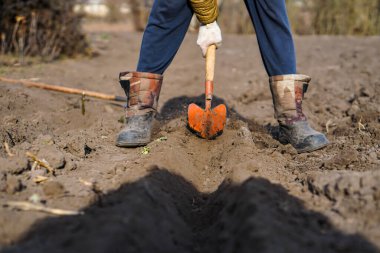 İşçi, sebze bahçesinde kürekle kara toprağı kazıyor, insanlar tarım, tarım ve sıkı çalışma konseptini kirletiyor.