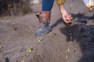 Eller toprağa soğan ekiyor.
