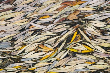 Şiddetli dondurucu soğuk - donmuş su ve kuru sonbahar yaprağı