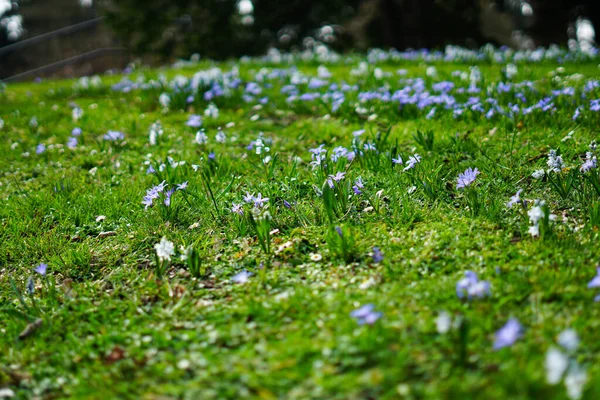 Spring Easter Background Snowdrops Rising Ground First Spring Flowers Blooming — Stock Photo, Image