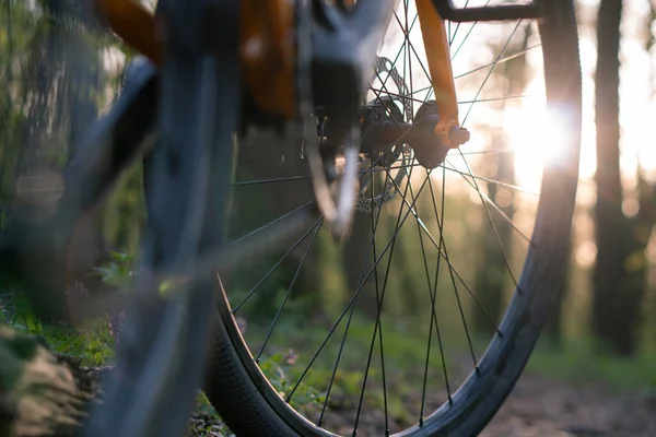 close-up of wheels and the bottom of a bicycle on forest trails before sunset