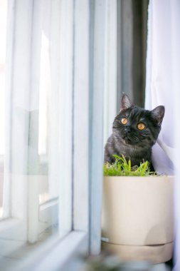 Kedi görünüyor gizleme, sürpriz, avcılık güneş ışığı