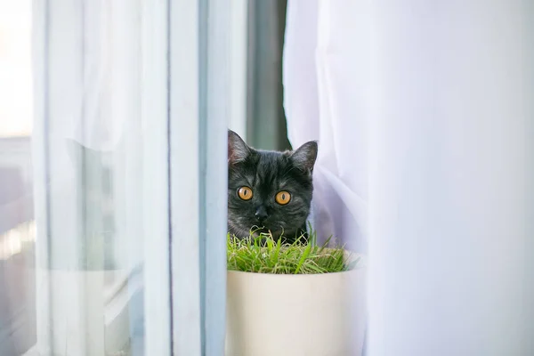 Gato olha para fora escondendo, surpresa, luz do sol caça — Fotografia de Stock