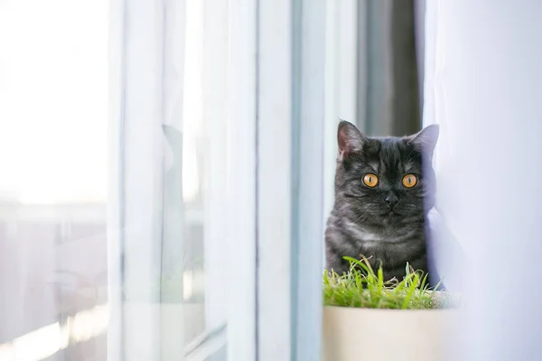 Gato olha para fora escondendo, surpresa, luz do sol caça — Fotografia de Stock