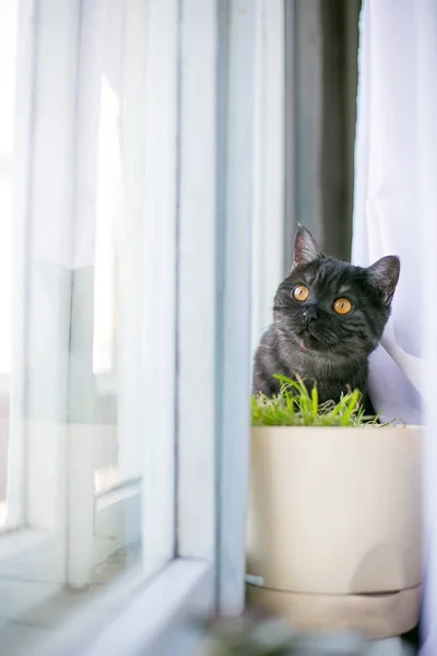 Kat uitkijkt verbergen, verrassing, jacht zonlicht — Stockfoto