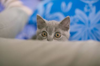 Kedi görünüyor gizleme, sürpriz, avcılık güneş ışığı