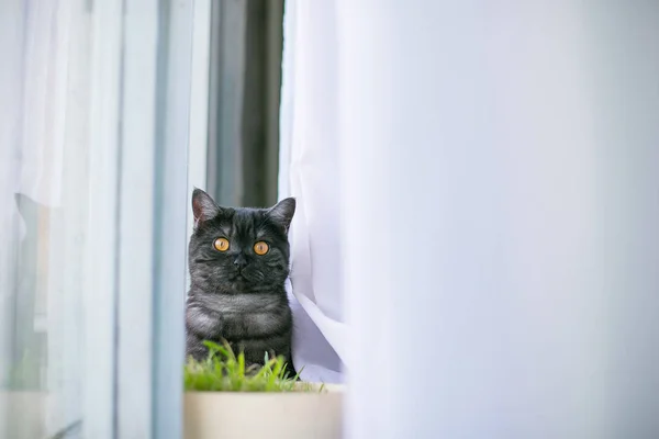 Kat uitkijkt verbergen, verrassing, jacht zonlicht — Stockfoto