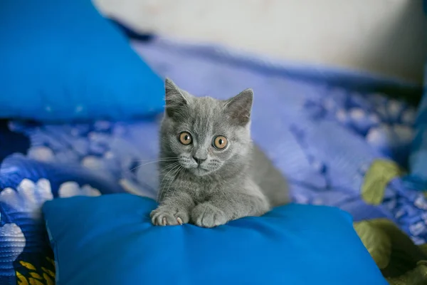 Kotek wygląda do aparatu, leży na poduszce — Zdjęcie stockowe