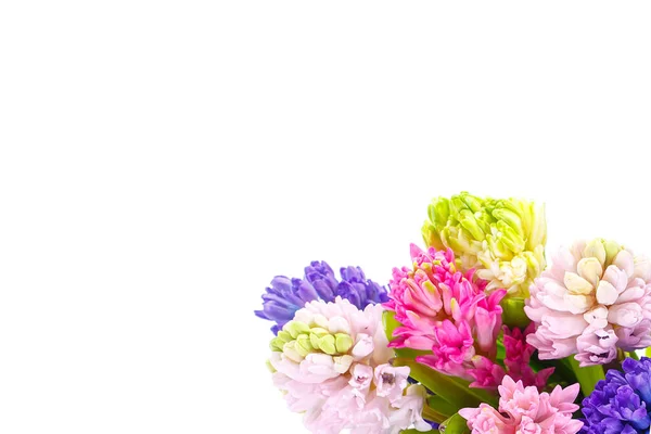 Multicolored hyacinths in a bouquet on a white background — Stock Photo, Image