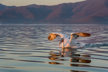 Tepeli pelikan (Pelecanus crispus) Gölü Kerkini Yunanistan güneş doğarken ateş