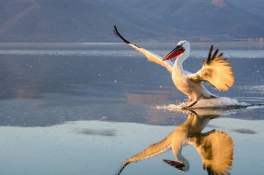 Tepeli pelikan (Pelecanus crispus) Gölü Kerkini Yunanistan güneş doğarken ateş