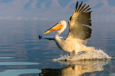 Tepeli pelikan (Pelecanus crispus) Gölü Kerkini Yunanistan güneş doğarken ateş