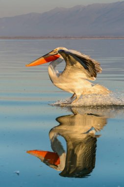 Tepeli pelikan (Pelecanus crispus) Gölü Kerkini Yunanistan güneş doğarken ateş