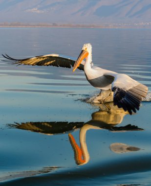 Tepeli pelikan (Pelecanus crispus) Gölü Kerkini Yunanistan güneş doğarken ateş