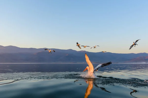 Tepeli pelikan (Pelecanus crispus) Gölü Kerkini Yunanistan güneş doğarken ateş