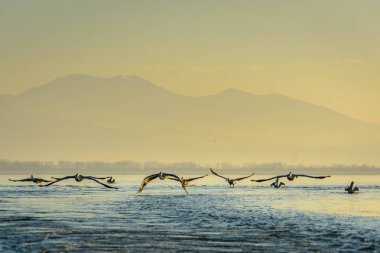Tepeli pelikan (Pelecanus crispus) Gölü Kerkini Yunanistan güneş doğarken ateş