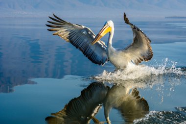 Tepeli pelikan (Pelecanus crispus) Gölü Kerkini Yunanistan güneş doğarken ateş