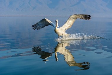 Tepeli pelikan (Pelecanus crispus) Gölü Kerkini Yunanistan güneş doğarken ateş