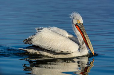 Tepeli pelikan (Pelecanus crispus) Gölü Kerkini Yunanistan güneş doğarken ateş