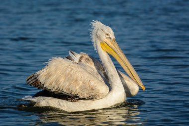 Tepeli pelikan (Pelecanus crispus) Gölü Kerkini Yunanistan güneş doğarken ateş