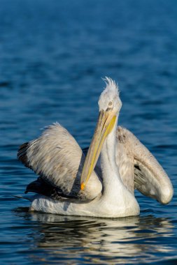Tepeli pelikan (Pelecanus crispus) Gölü Kerkini Yunanistan güneş doğarken ateş