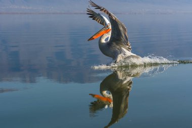Tepeli pelikan (Pelecanus crispus) Gölü Kerkini Yunanistan güneş doğarken ateş