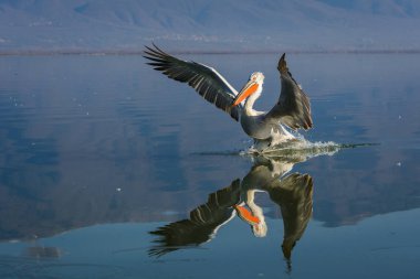 Tepeli pelikan (Pelecanus crispus) Gölü Kerkini Yunanistan güneş doğarken ateş