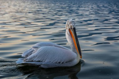 Tepeli pelikan (Pelecanus crispus) Gölü Kerkini Yunanistan güneş doğarken ateş