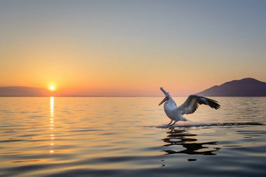 Tepeli pelikan (Pelecanus crispus) Gölü Kerkini Yunanistan güneş doğarken ateş