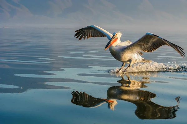 Tepeli pelikan (Pelecanus crispus) Gölü Kerkini Yunanistan güneş doğarken ateş