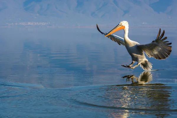 Tepeli pelikan (Pelecanus crispus) Gölü Kerkini Yunanistan güneş doğarken ateş