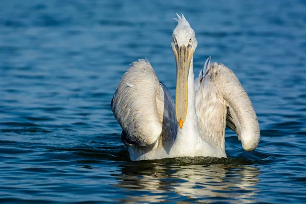 Dalmatiska Pelikan (Pelecanus crispus) sköt vid soluppgången på sjön Kerkini i Grekland — Stockfoto