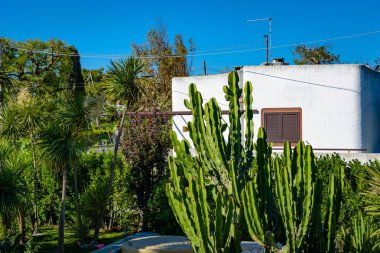 Kaktüs ve avuç içi tipik bir beyaz evde yeşil arka bahçe