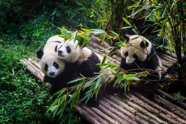 Pandalar Chengdu araştırma Bankası'kendi bambu kahvaltı keyfi,