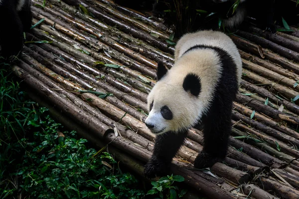 Pandalar Chengdu araştırma Bankası'kendi bambu kahvaltı keyfi,
