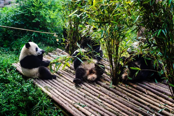 Pandalar Chengdu araştırma Bankası'kendi bambu kahvaltı keyfi,