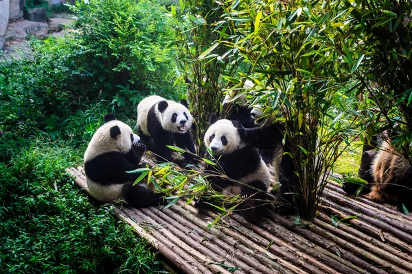 Pandor njuter av deras bambu frukost i Chengdu forskning Base, — Stockfoto
